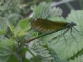 Calopteryx splendens